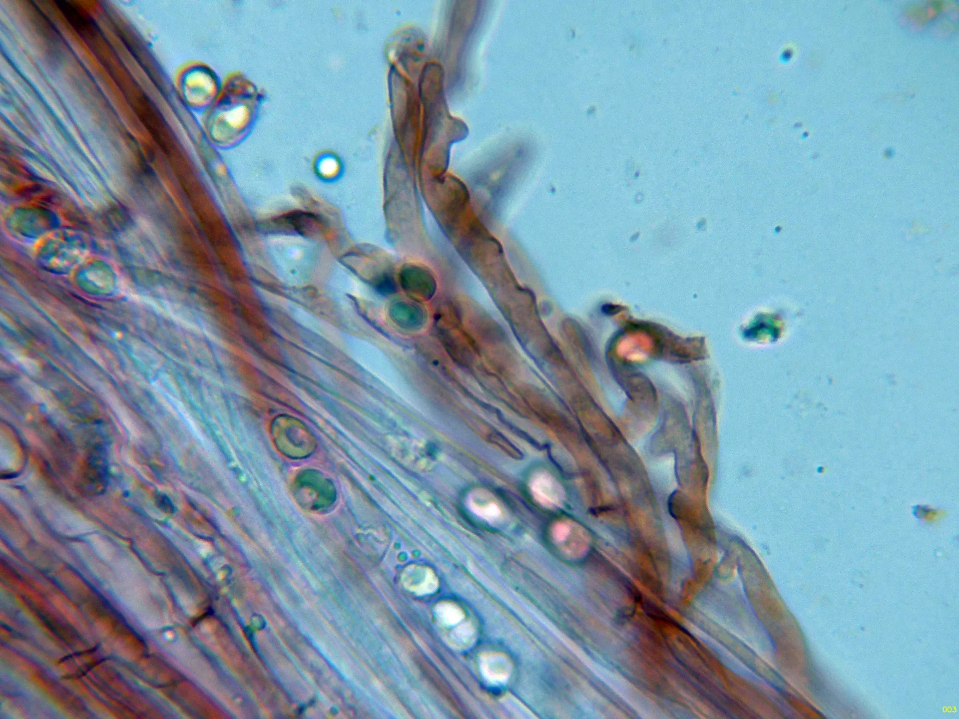 Microscopía de Mycena purpureofusca - 10 - Hifas estípite-003